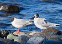 Larus Philadelphia